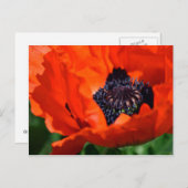 Oriental Poppy Briefkaart (Voorkant / Achterkant)