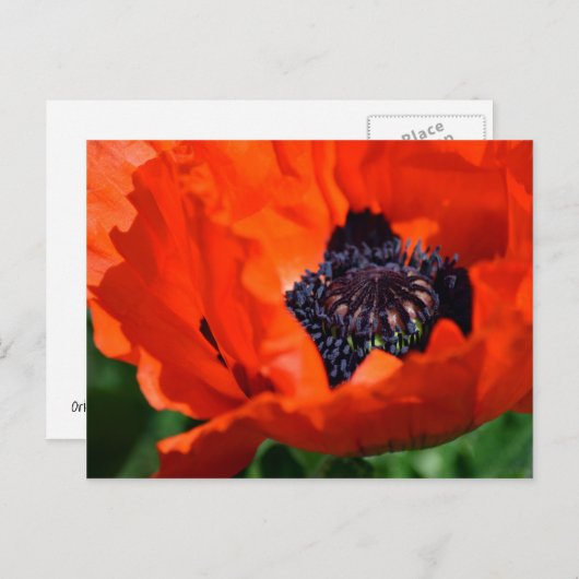 Oriental Poppy Briefkaart (Voorkant / Achterkant)