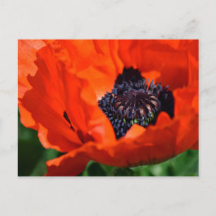 Oriental Poppy Briefkaart