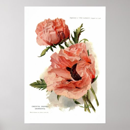 Oriental Poppy (Papaver orientale) Poster (Voorkant)