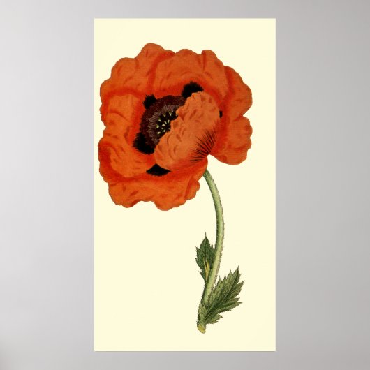 Oriental Poppy Poster (Voorkant)