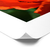 Oriental Poppy Poster (Hoek)