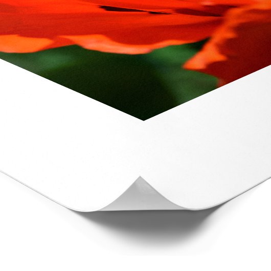 Oriental Poppy Poster (Hoek)