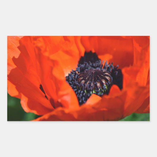 Oriental Poppy Rechthoekige Sticker (Voorkant)