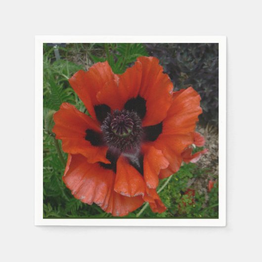 Oriental poppy   servet (Voorkant)