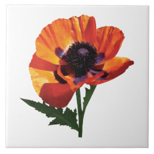 Oriental Poppy Tegeltje
