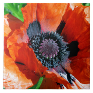 Oriental Red Poppy decoratief tegeltje