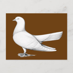 Oriental Roller Pigeon Flying Type Briefkaart