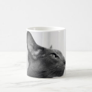Oriental Shorthair Cat Mok