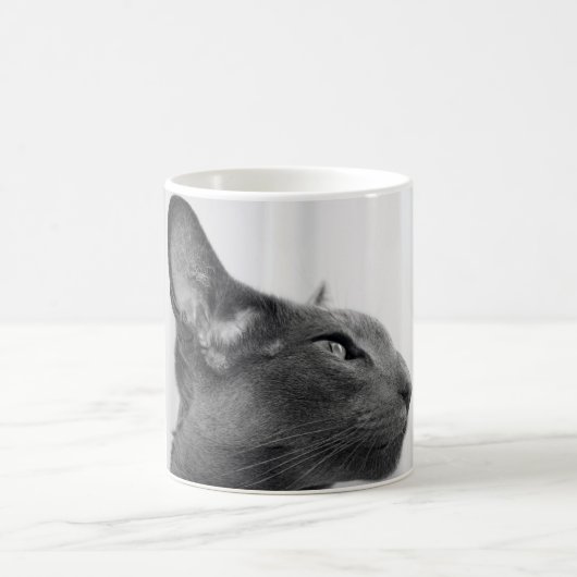 Oriental Shorthair Cat Mok (Center)