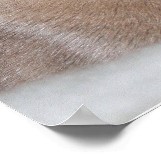 Oriental Shorthair Cats Print (Hoek)