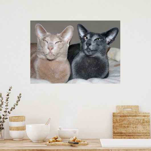 Oriental Shorthair Cats Print (Keuken)