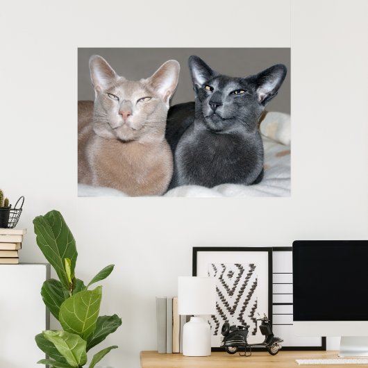 Oriental Shorthair Cats Print (Thuiskantoor)