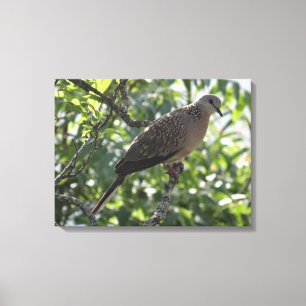 Oriental Turtle Dove op een foto van de Abriotto Canvas Afdruk
