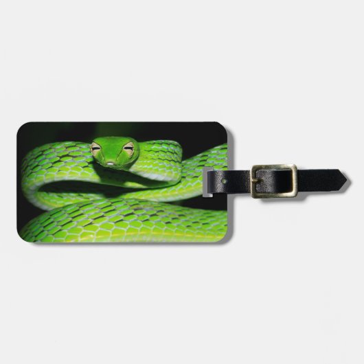 Oriental Whip Snake Bagagelabel (Voorkant horizontaal)