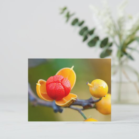 Orientale bitterzoete briefkaart (Staand voorkant)