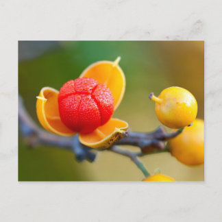 Orientale bitterzoete briefkaart