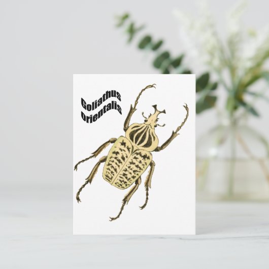 Orientalis van Goliathus Briefkaart (Staand voorkant)