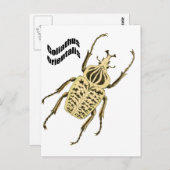 Orientalis van Goliathus Briefkaart (Voorkant / Achterkant)