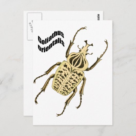 Orientalis van Goliathus Briefkaart (Voorkant / Achterkant)