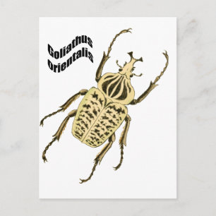 Orientalis van Goliathus Briefkaart