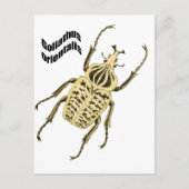 Orientalis van Goliathus Briefkaart (Voorkant)