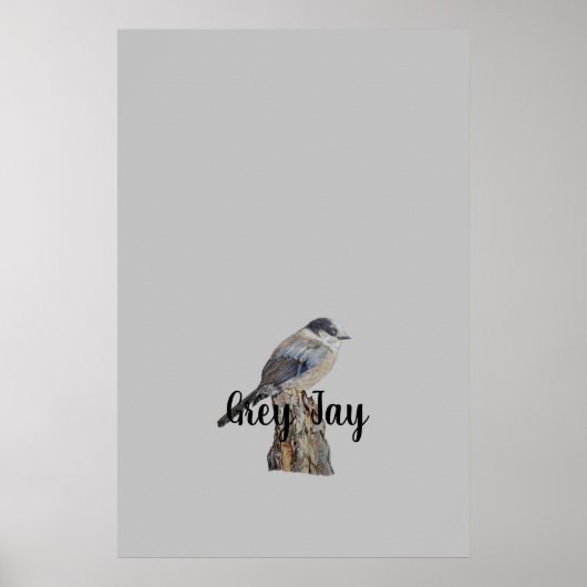 Original Art Grey Jay of Whiskey Jack Bird Poster (Voorkant)