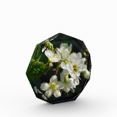 Original White Plum Photo Graduation Art Block Fotoblokken (Links)