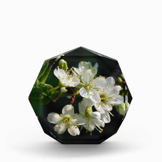Original White Plum Photo Graduation Art Block Fotoblokken (Voorkant)