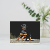 Origineel Briefkaart rottweiler (Staand voorkant)