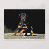Origineel Briefkaart rottweiler (Voorkant)