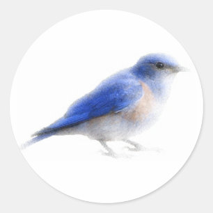 Originele aquarel blauw vogeltje (bluebird) sticke ronde sticker
