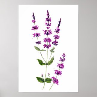 originele aquarel schilderij paarse salvia bloemen poster