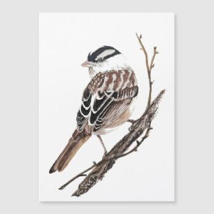 Originele Aquarel Witte Kroonmus Vogel