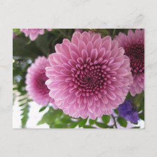 Originele Bloem Macro Roze Chrysanthemum Foto Briefkaart