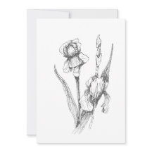 Originele hand getrokken iris, botanische kunst