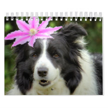 Originele Unieke Border Collie Dog