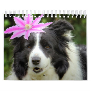 Originele Unieke Border Collie Dog Kalender