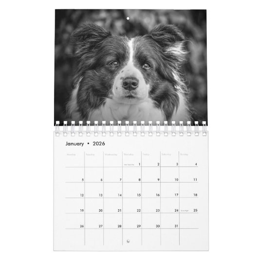 Originele Unieke Border Collie Dog Kalender (Jan 2026)