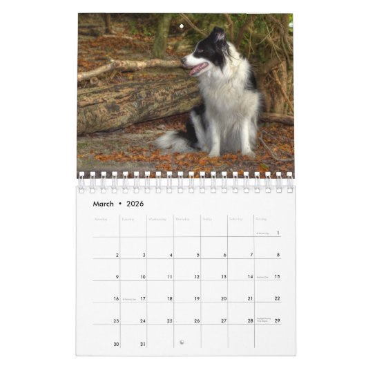 Originele Unieke Border Collie Dog Kalender (Mar 2026)