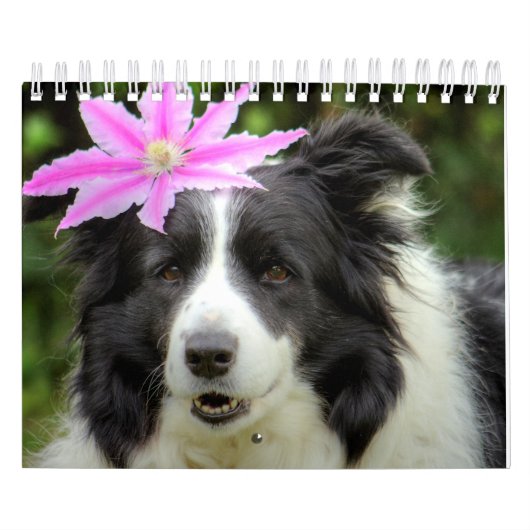Originele Unieke Border Collie Dog Kalender (Hoes)