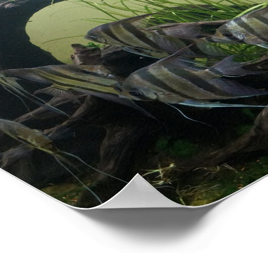 Orinoco Angelfish Poster (Hoek)