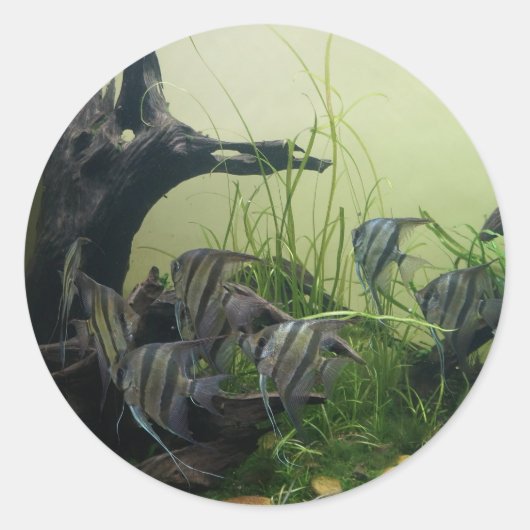 Orinoco Angelfish Stickers (Voorkant)