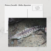 Orinoco Crocodile # 3 Briefkaart (Voorkant / Achterkant)