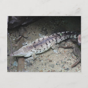 Orinoco Crocodile # 3 Briefkaart