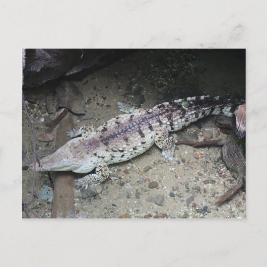 Orinoco Crocodile # 3 Briefkaart (Voorkant)