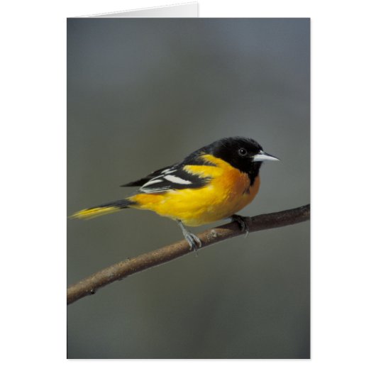 Oriole (Voorkant)