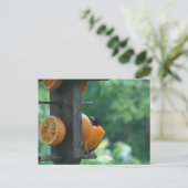 Oriole and Oranges Briefkaart (Staand voorkant)