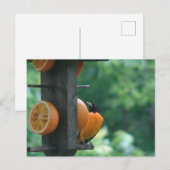 Oriole and Oranges Briefkaart (Voorkant / Achterkant)