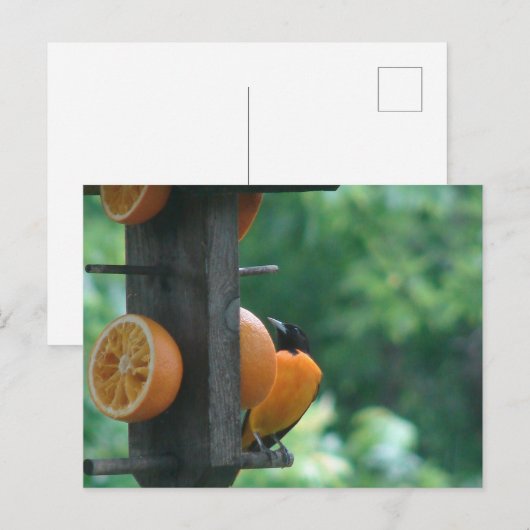 Oriole and Oranges Briefkaart (Voorkant / Achterkant)